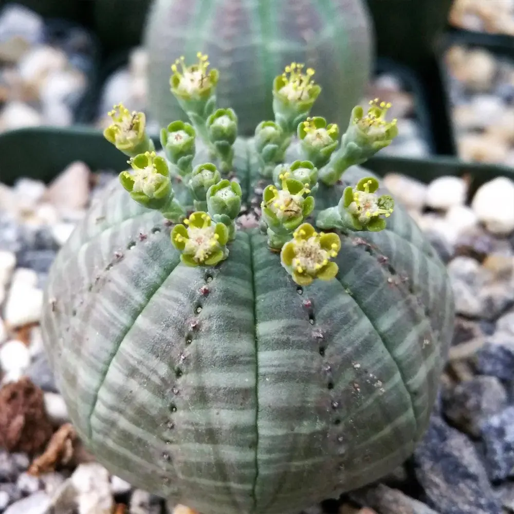 Euphorbia obesa - Imagen 4