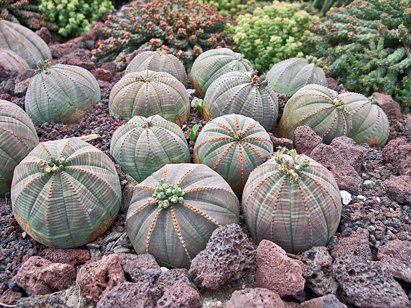 Euphorbia obesa - Imagen 5