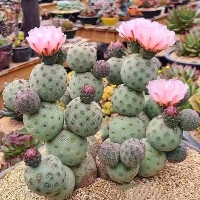 Tephrocactus geometricus (Huevos de dragón) - Imagen 6