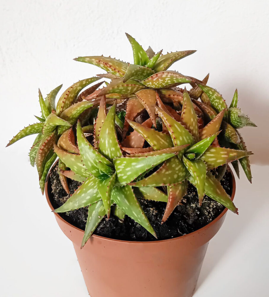 Aloe jucunda