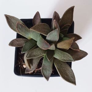 Aloinopsis rubrolineata