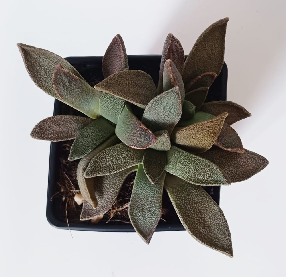 Aloinopsis rubrolineata - Imagen 2