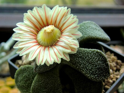 Aloinopsis rubrolineata - Imagen 3