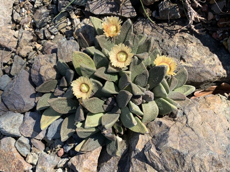 Aloinopsis rubrolineata - Imagen 4