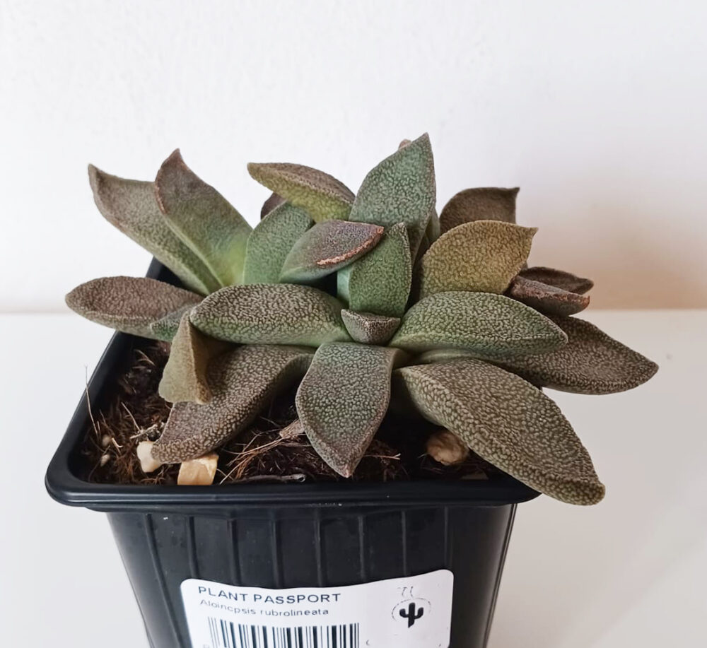 Aloinopsis rubrolineata