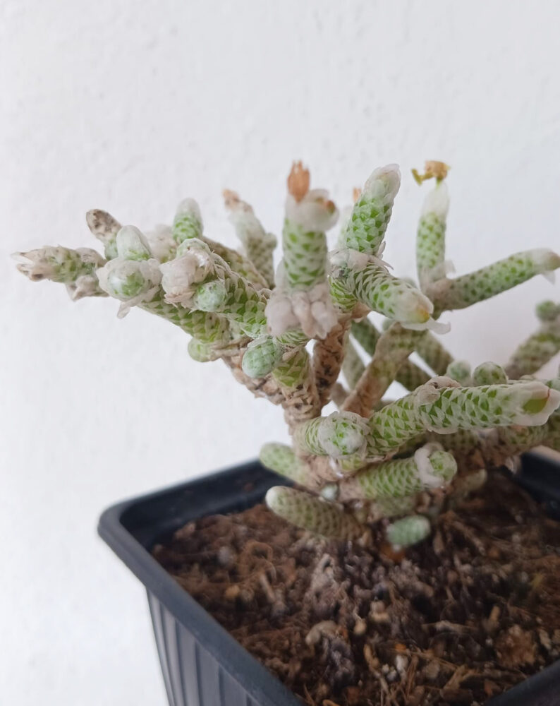 Avonia namaquensis - Imagen 2