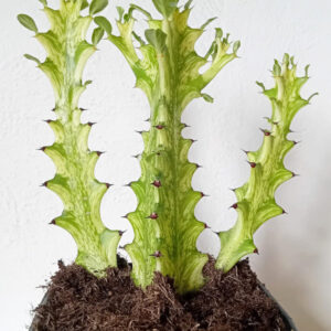 Euphorbia trigona cv. 'Mint Cream'