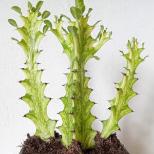 Euphorbia trigona cv. 'Mint Cream'