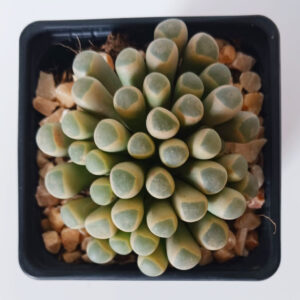 Fenestraria rhopalophylla