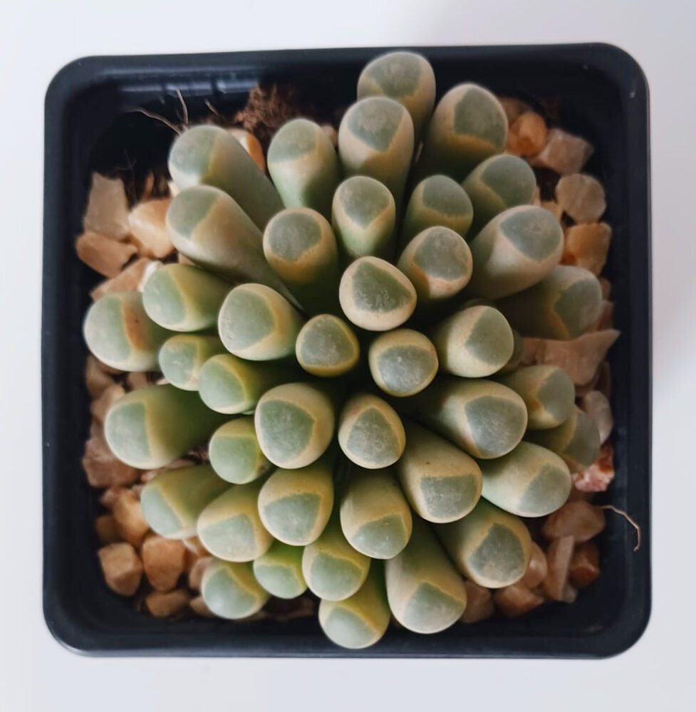 Fenestraria rhopalophylla - Imagen 2