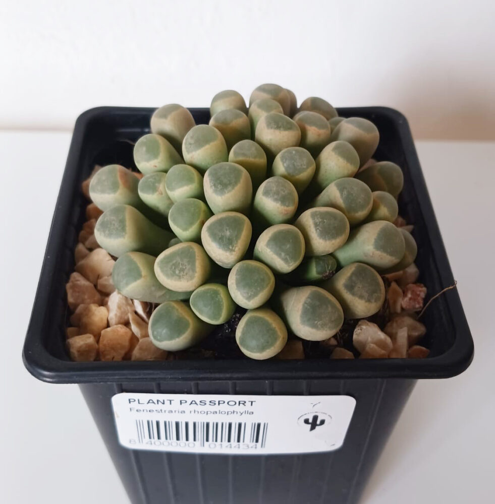 Fenestraria rhopalophylla