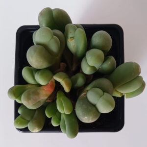 Gibbaeum heathii