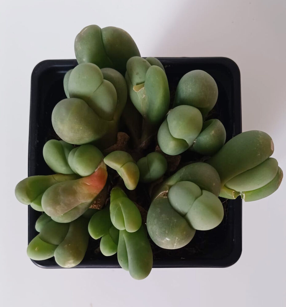 Gibbaeum heathii - Imagen 2