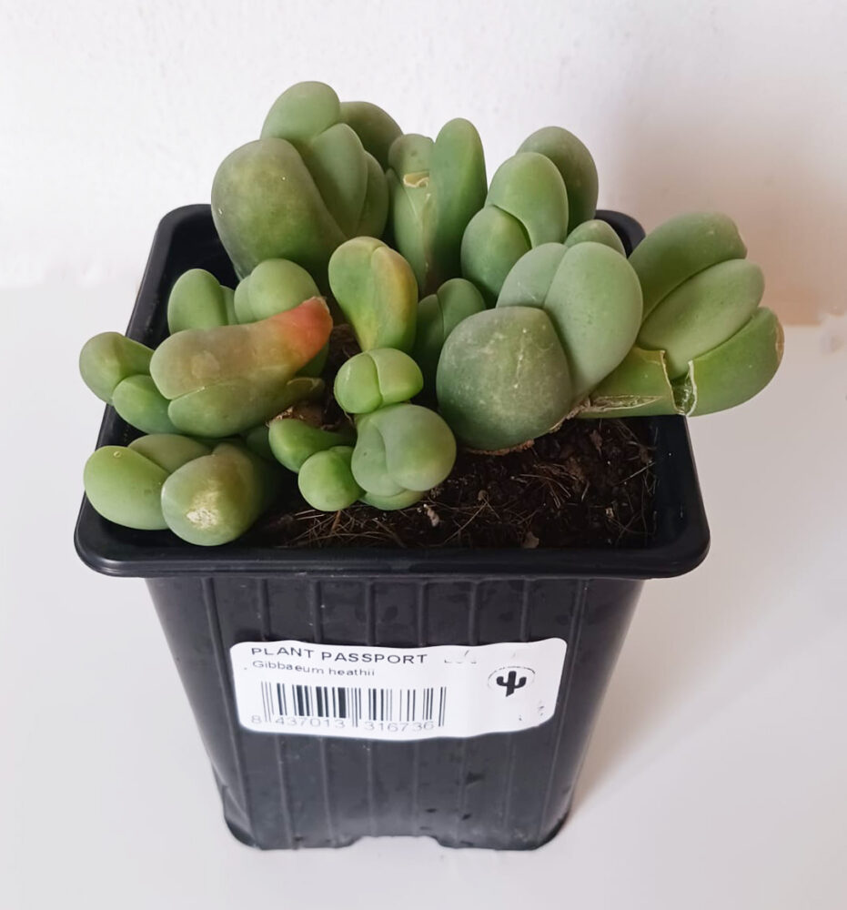 Gibbaeum heathii