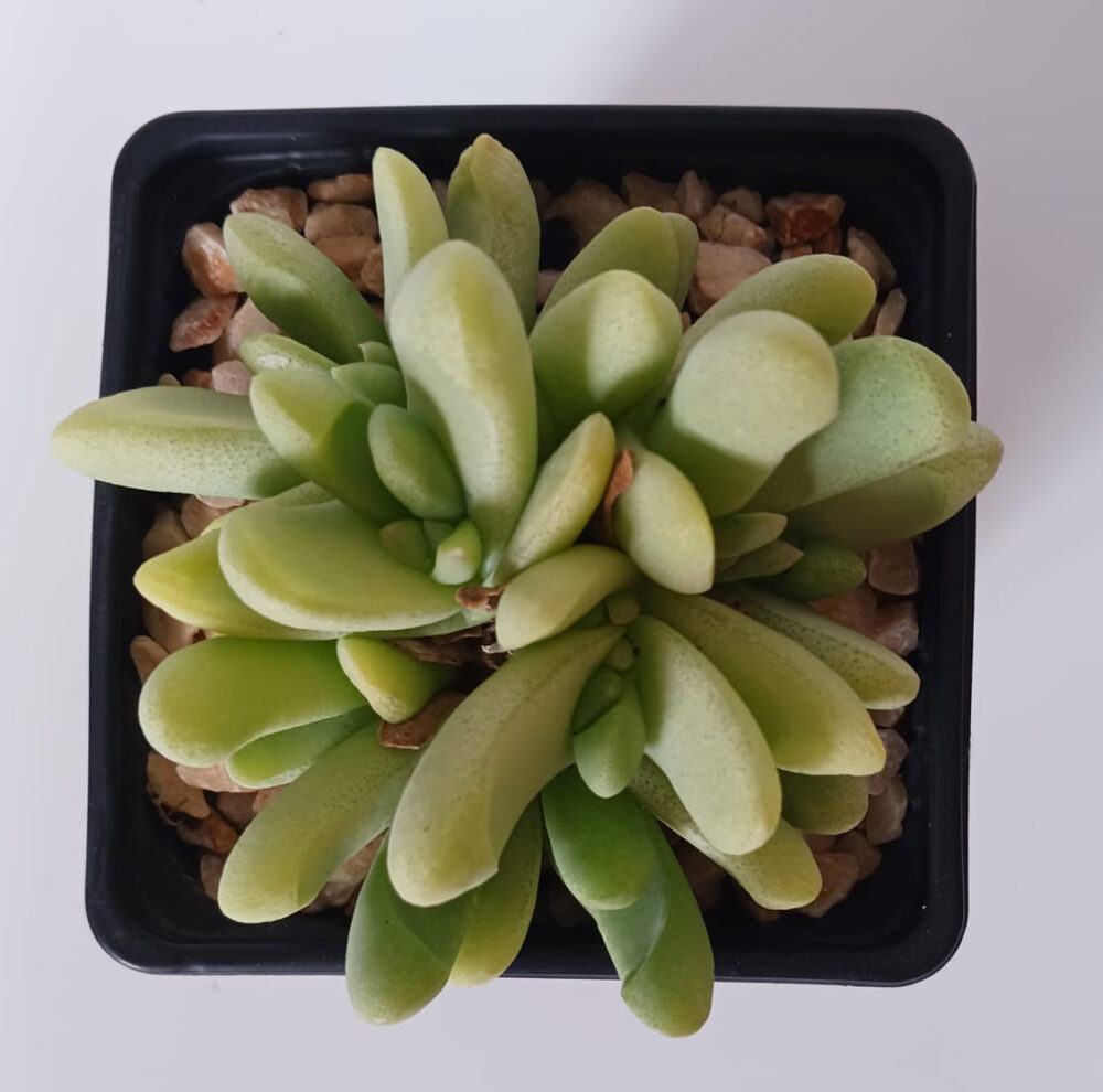 Glottiphyllum oligocarpum - Imagen 2