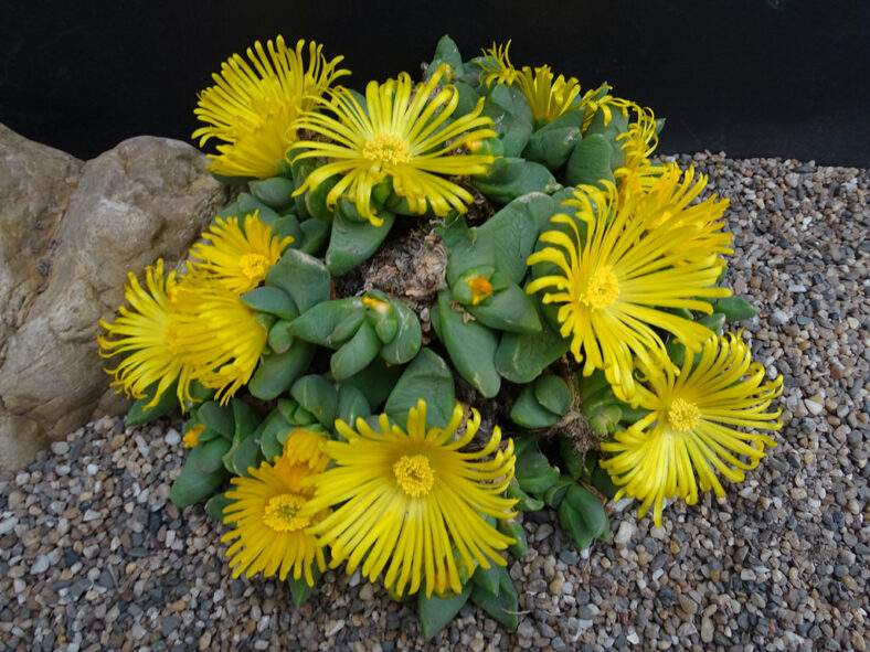 Glottiphyllum oligocarpum - Imagen 4