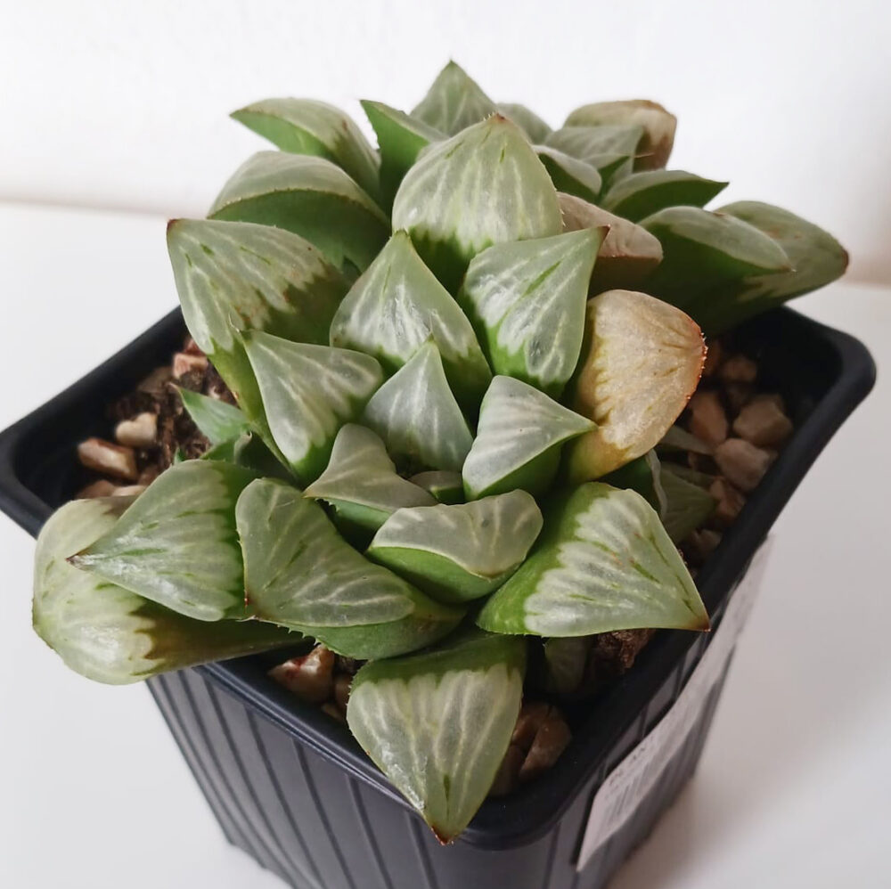 Haworthia byakuya