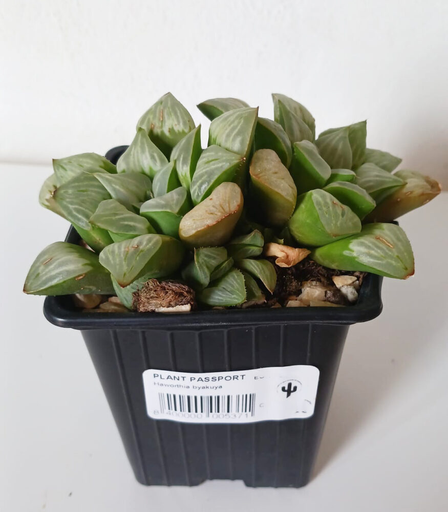 Haworthia byakuya - Imagen 2