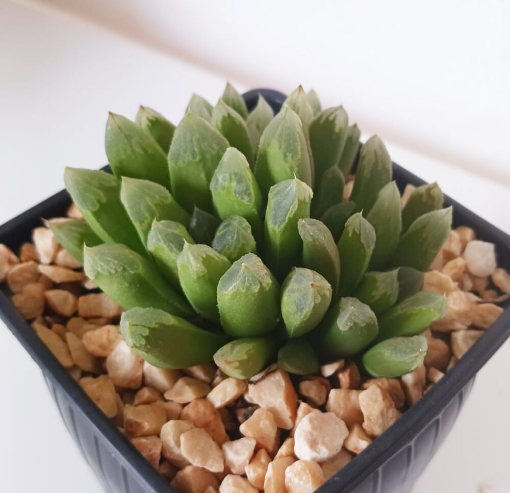 Haworthia tremenda - Imagen 3