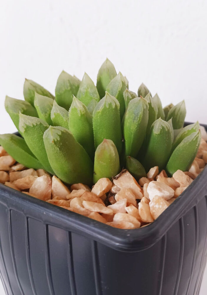 Haworthia tremenda - Imagen 4
