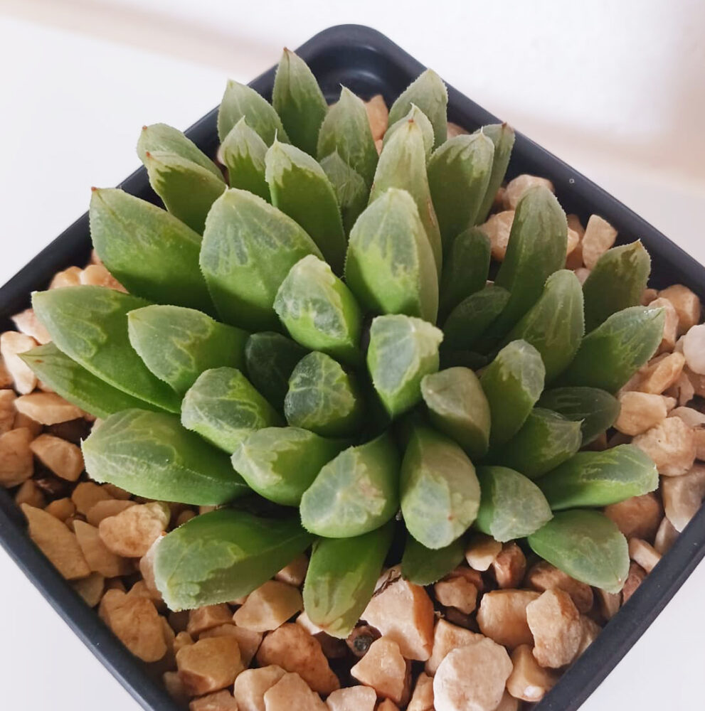 Haworthia tremenda - Imagen 5