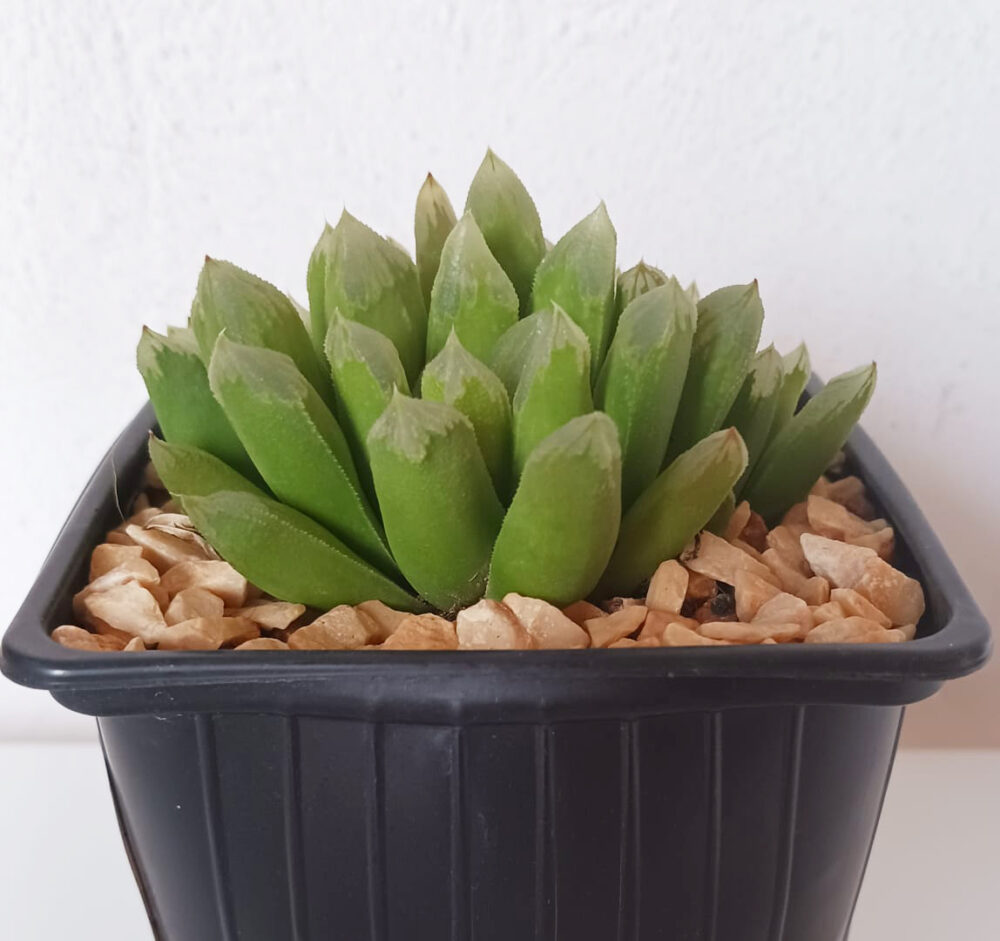 Haworthia tremenda