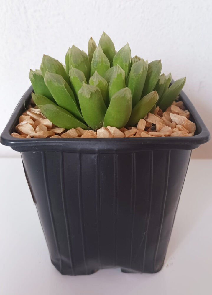 Haworthia tremenda - Imagen 2