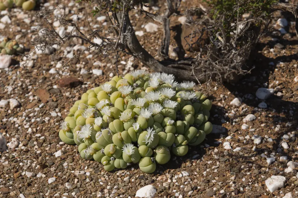 Gibbaeum heathii - Imagen 3
