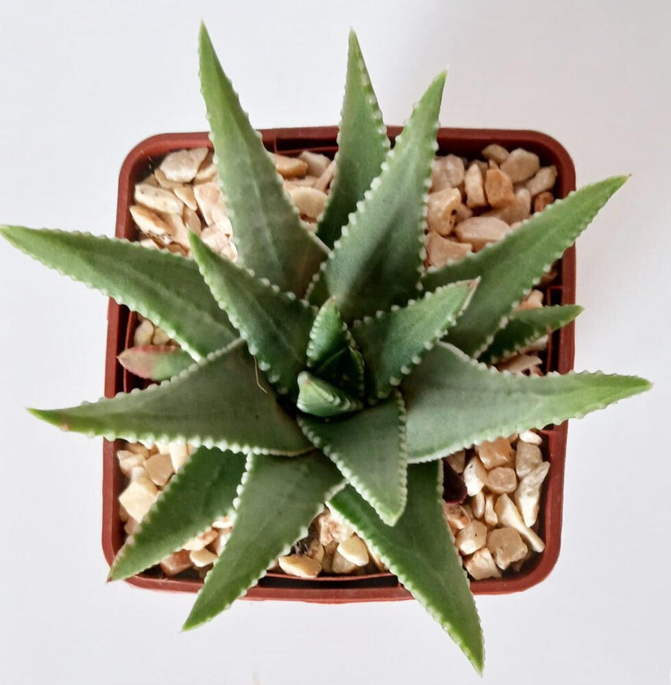 Tulista marginata - Imagen 2