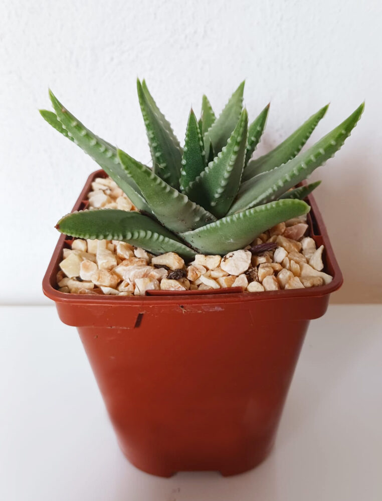 Tulista marginata - Imagen 3