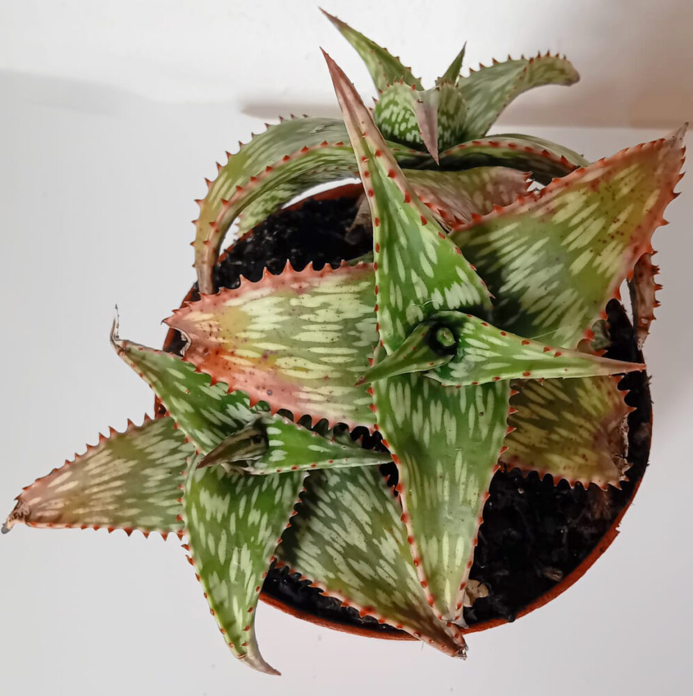 Aloe somaliensis - Imagen 4
