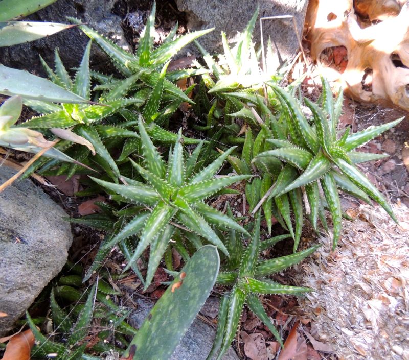 Aloe jucunda - Imagen 4
