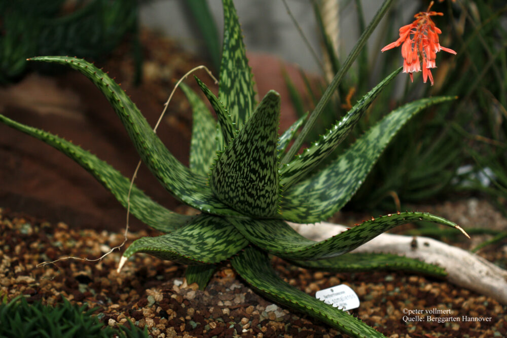 Aloe somaliensis - Imagen 5