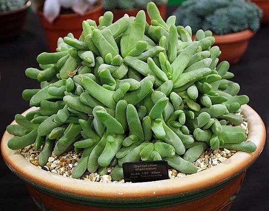Glottiphyllum oligocarpum - Imagen 5