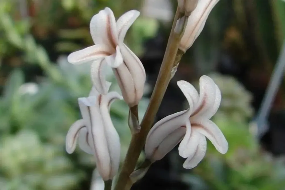 Haworthia truncata cv. 'Lime green' - Imagen 4