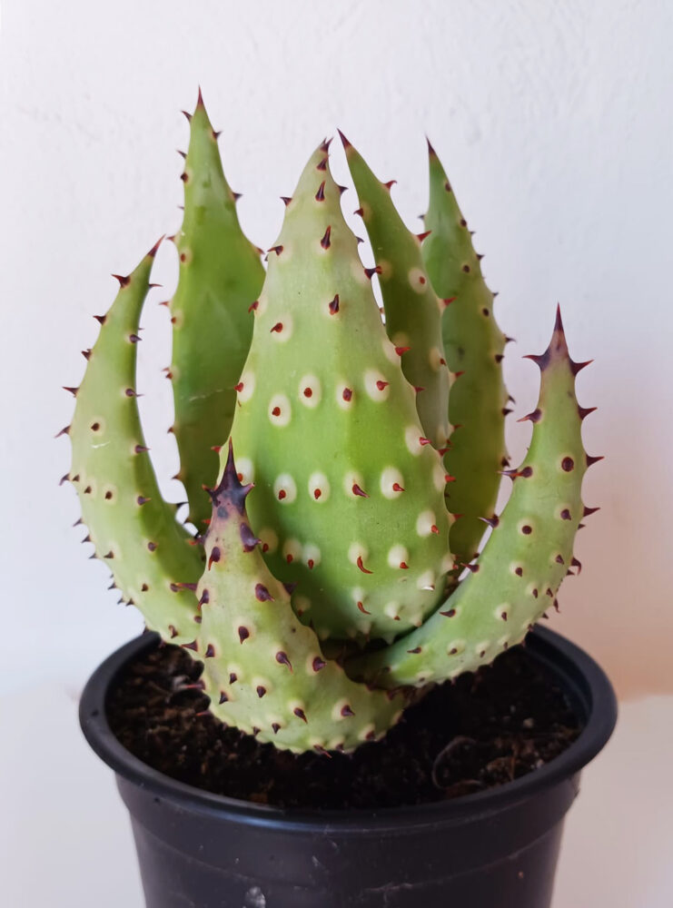 Aloe aculeata