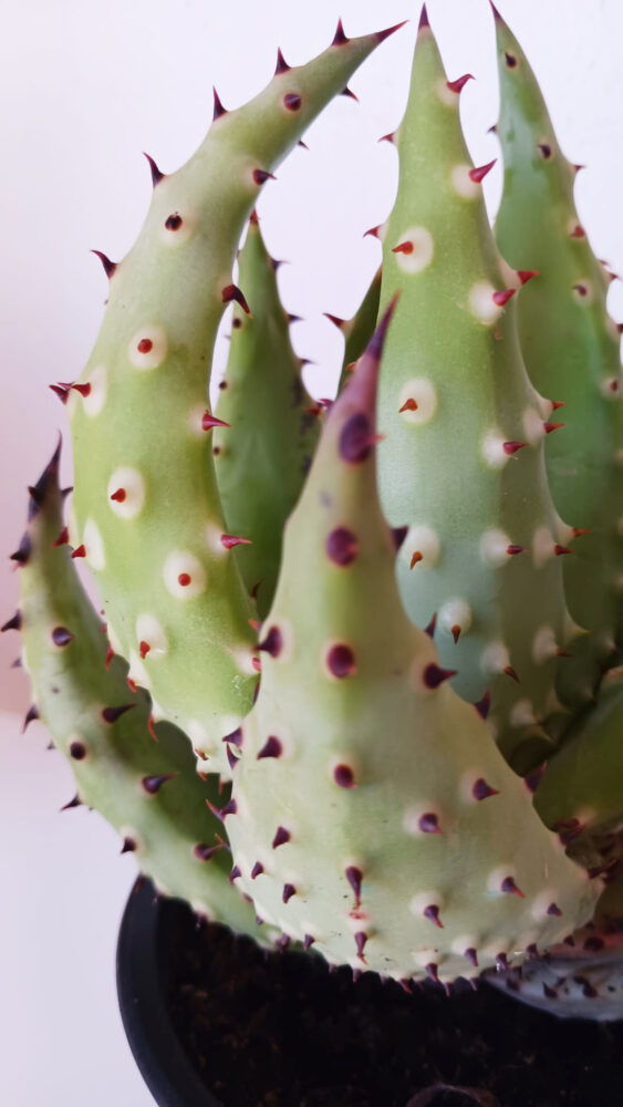 Aloe aculeata - Imagen 2