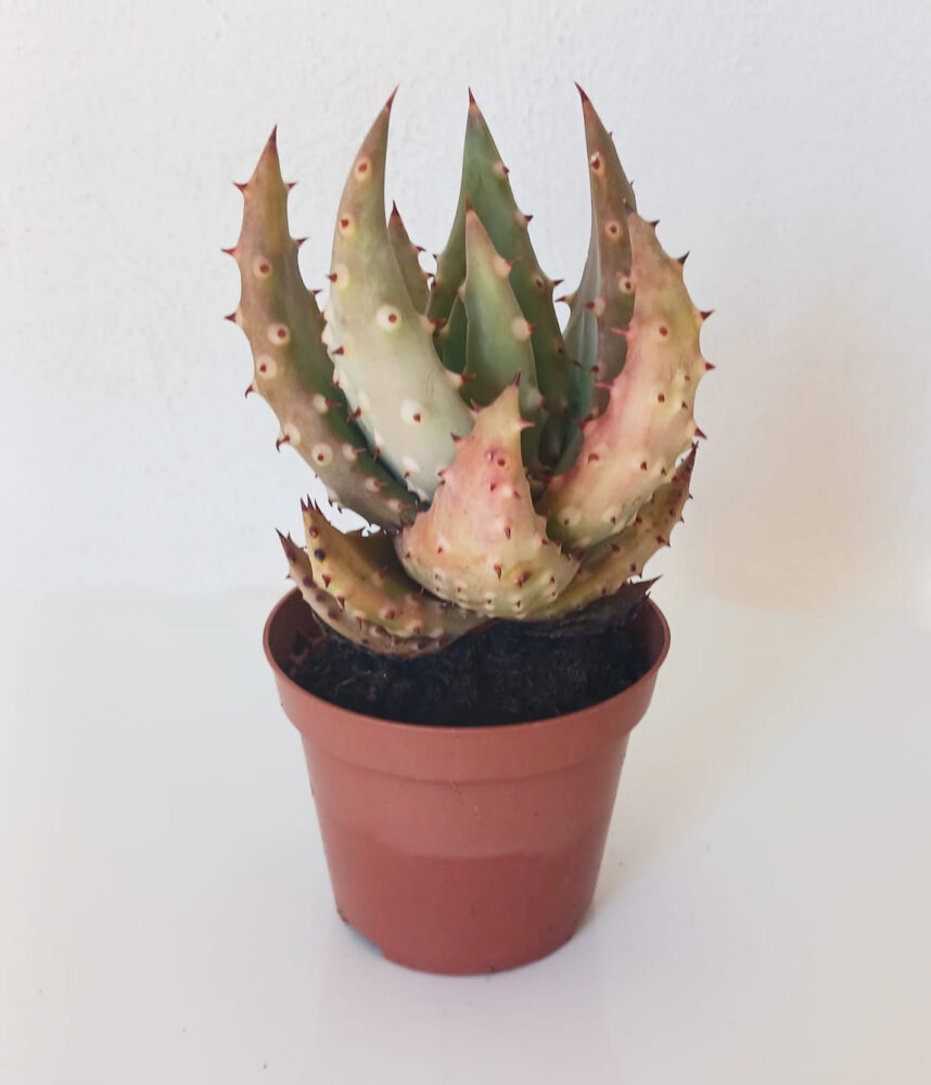 Aloe aculeata - Imagen 3
