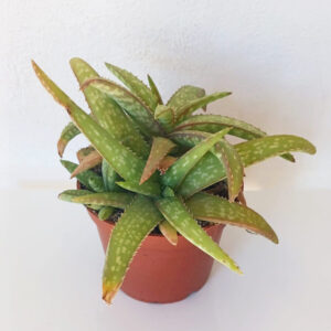 Aloe ellenbeckii