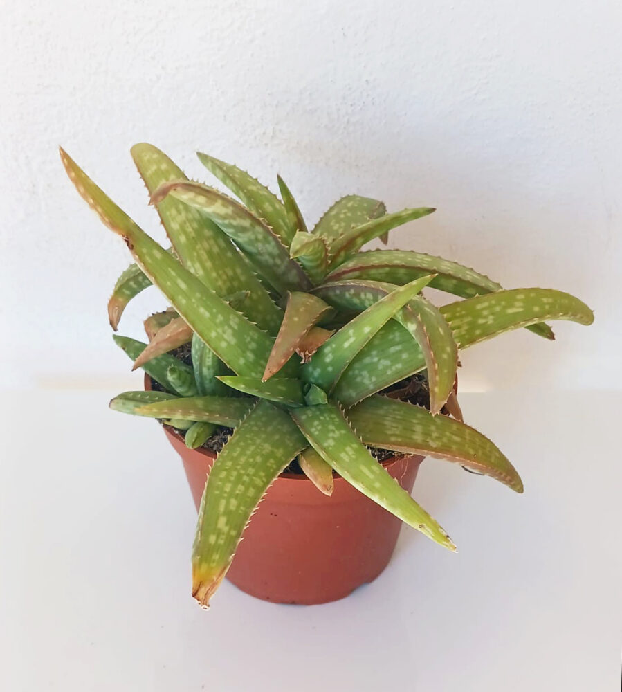 Aloe ellenbeckii