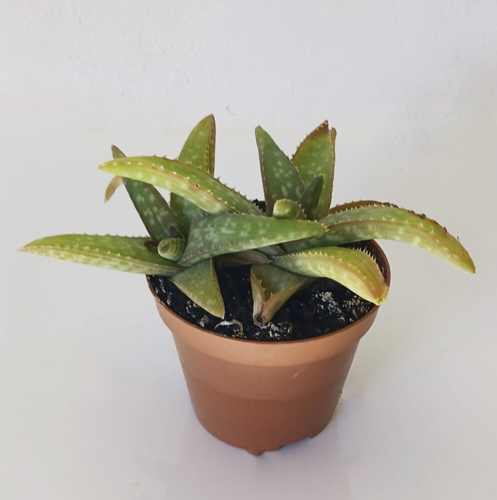 Aloe ellenbeckii - Imagen 3