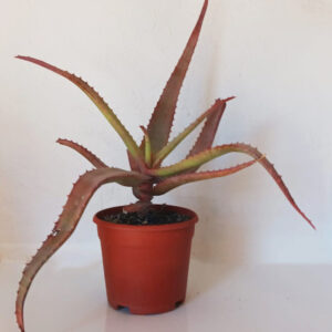 Aloe spicata