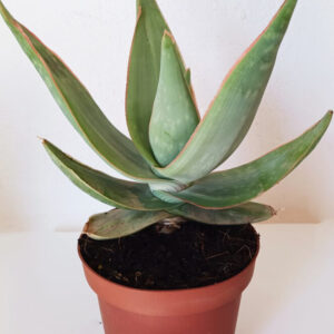 Aloe striata
