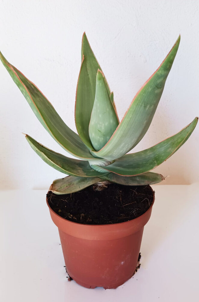 Aloe striata