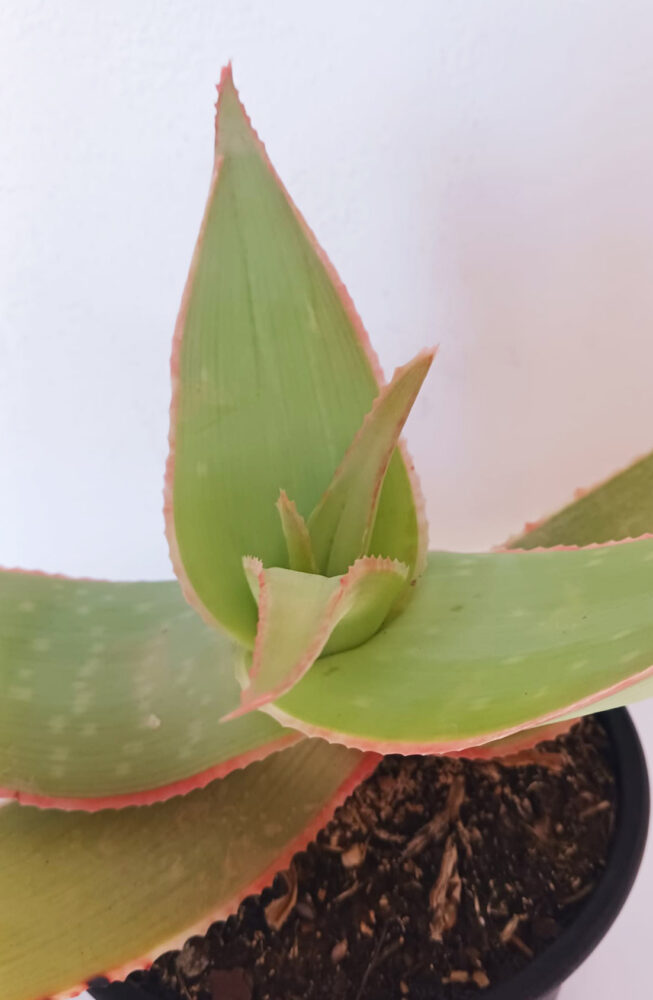 Aloe striata - Imagen 3
