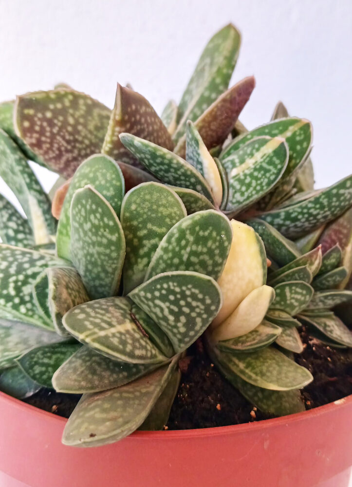 Gasteria maculata variegata - Imagen 3