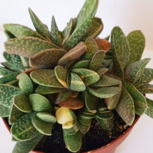 Gasteria maculata variegata