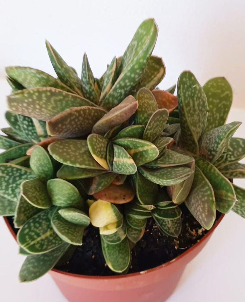 Gasteria maculata variegata - Imagen 2