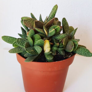 Gasteria maculata variegata