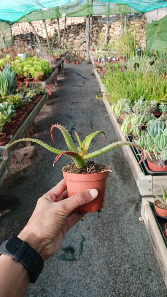 Aloe spicata - Imagen 4